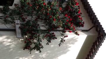 A building with a white facade and a section of red roses climbing up the wall.