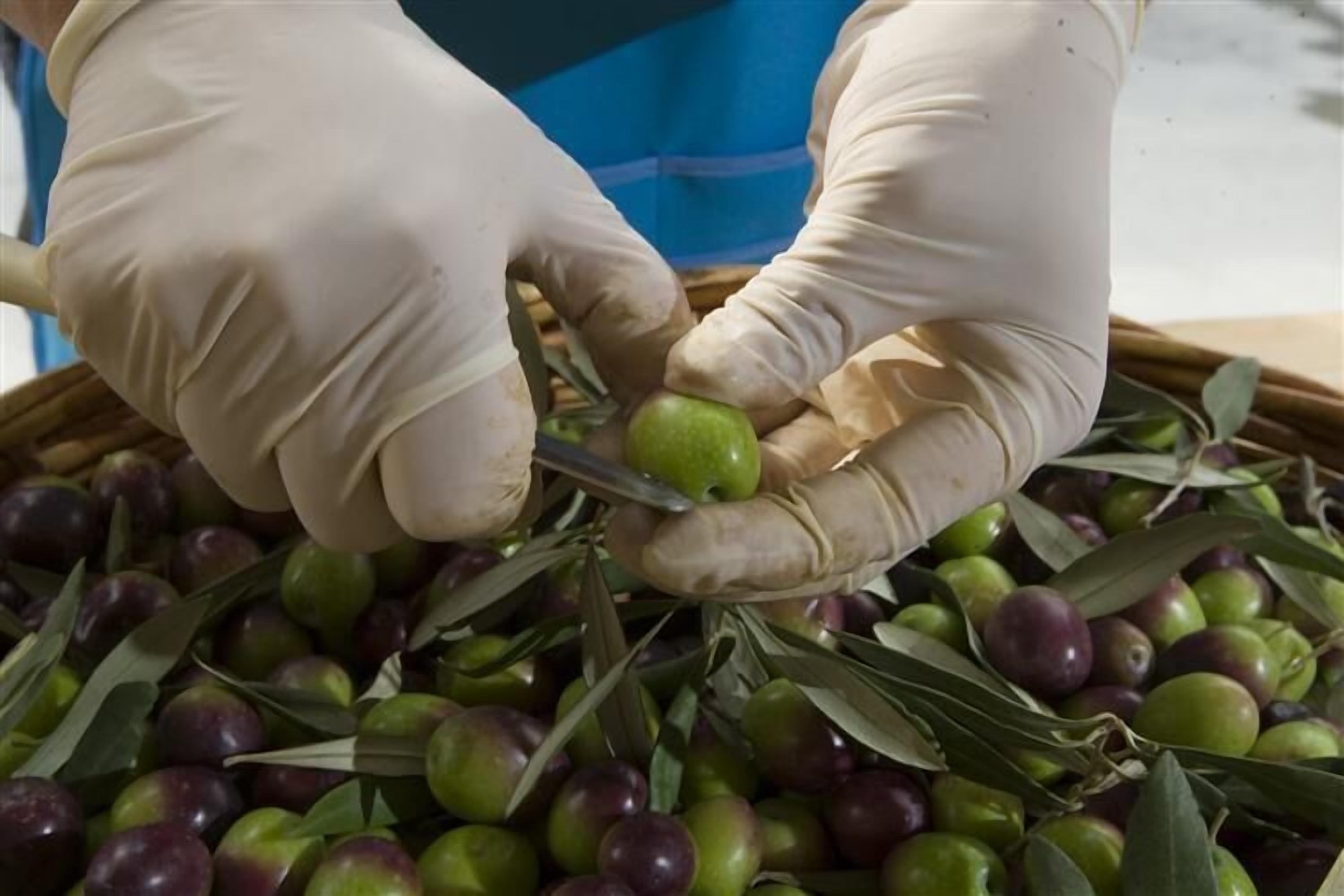 Hands wearing gloves handling green and purple olives with a knife.
