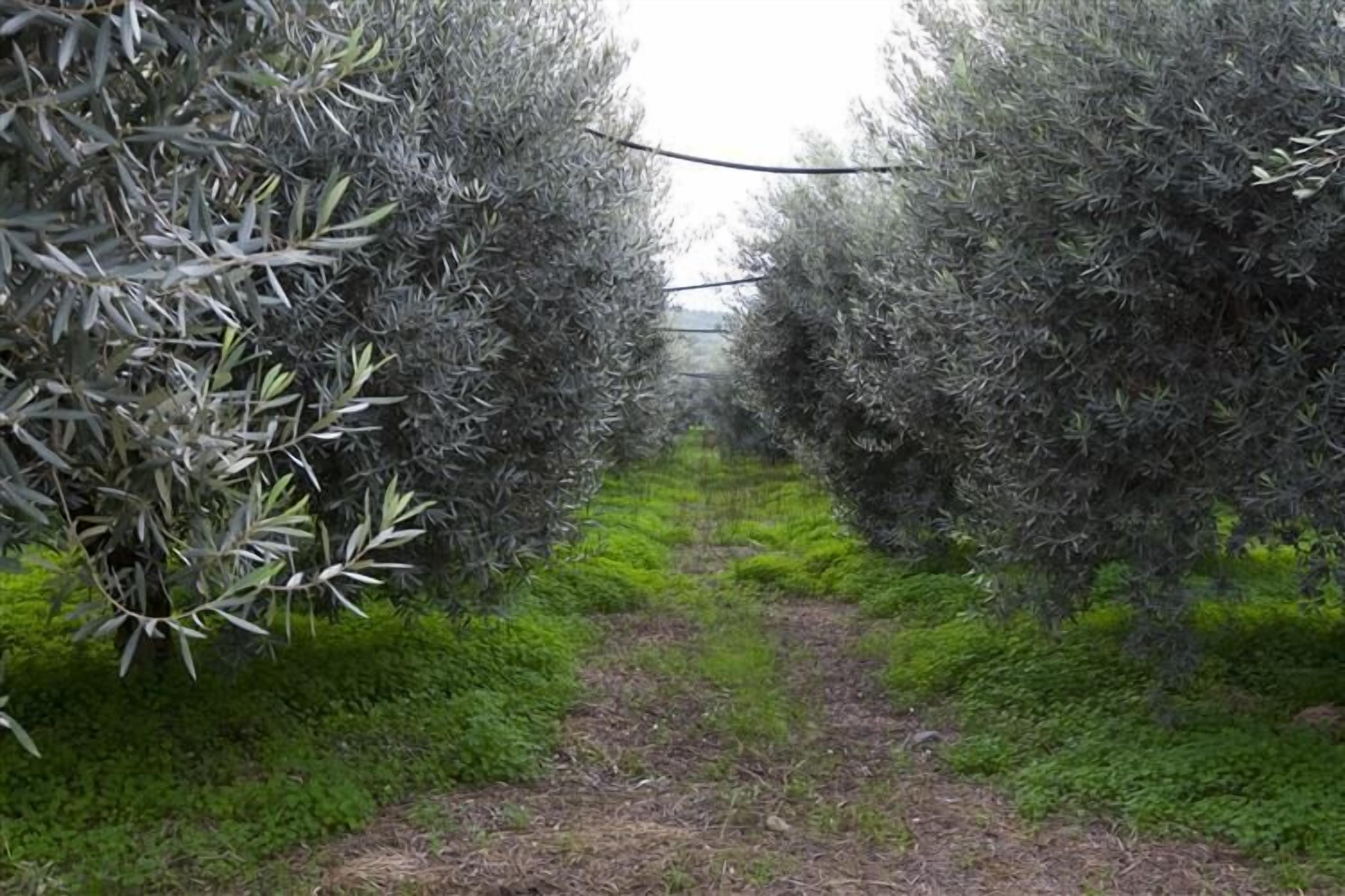 Un sendero estrecho bordeado por hileras de olivos.