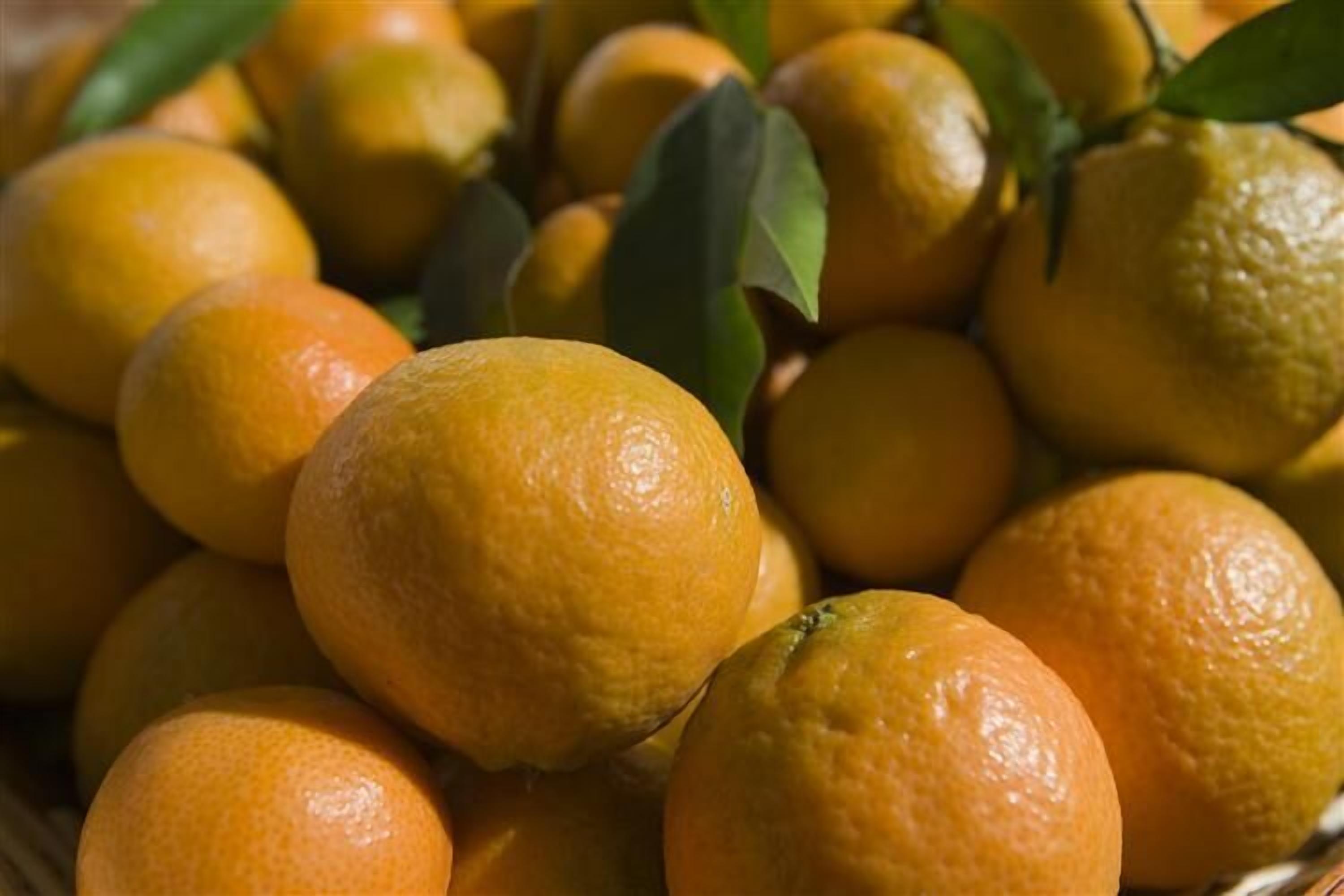 Una cesta de naranjas con hojas verdes.