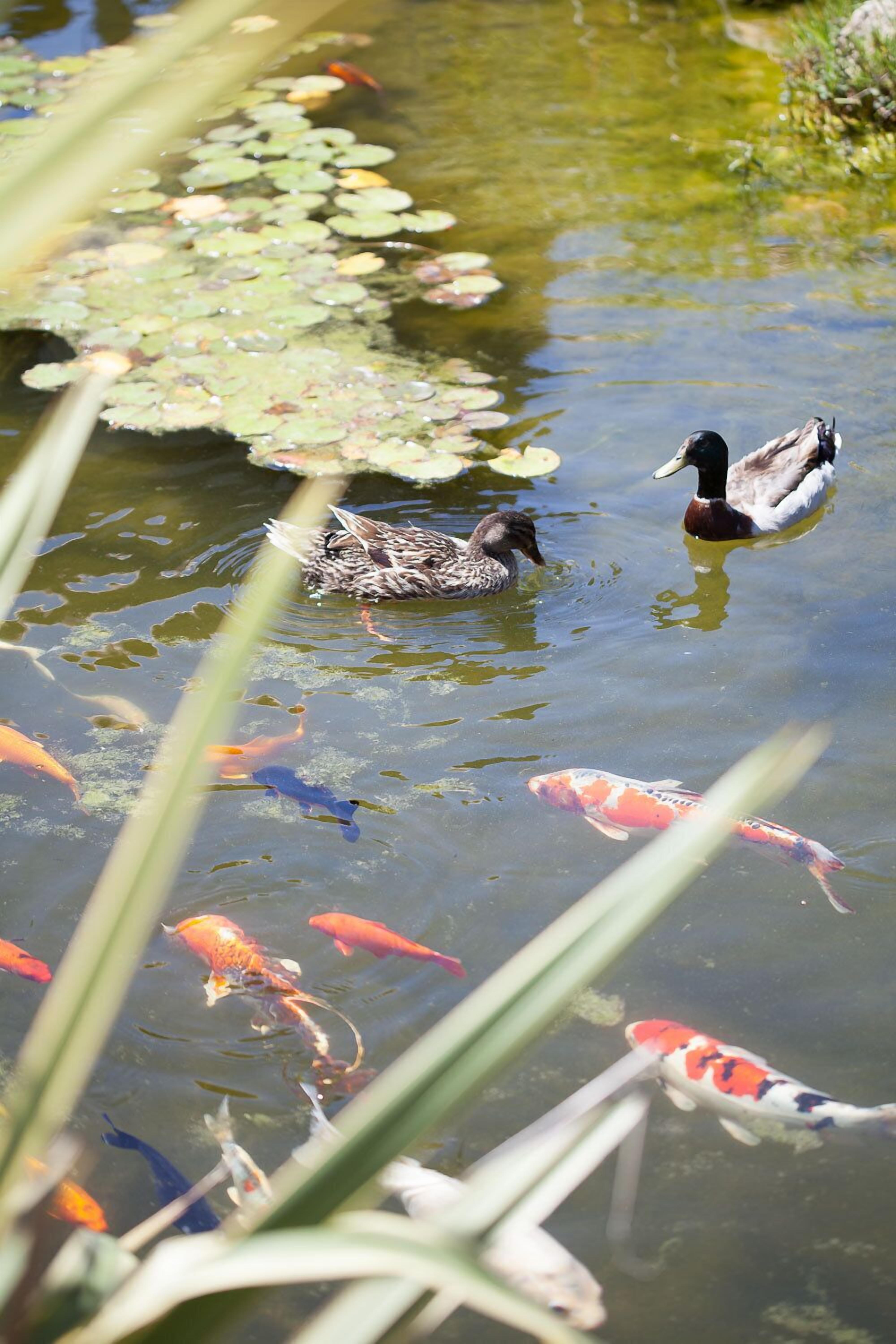 Un estanque con patos y peces koi.