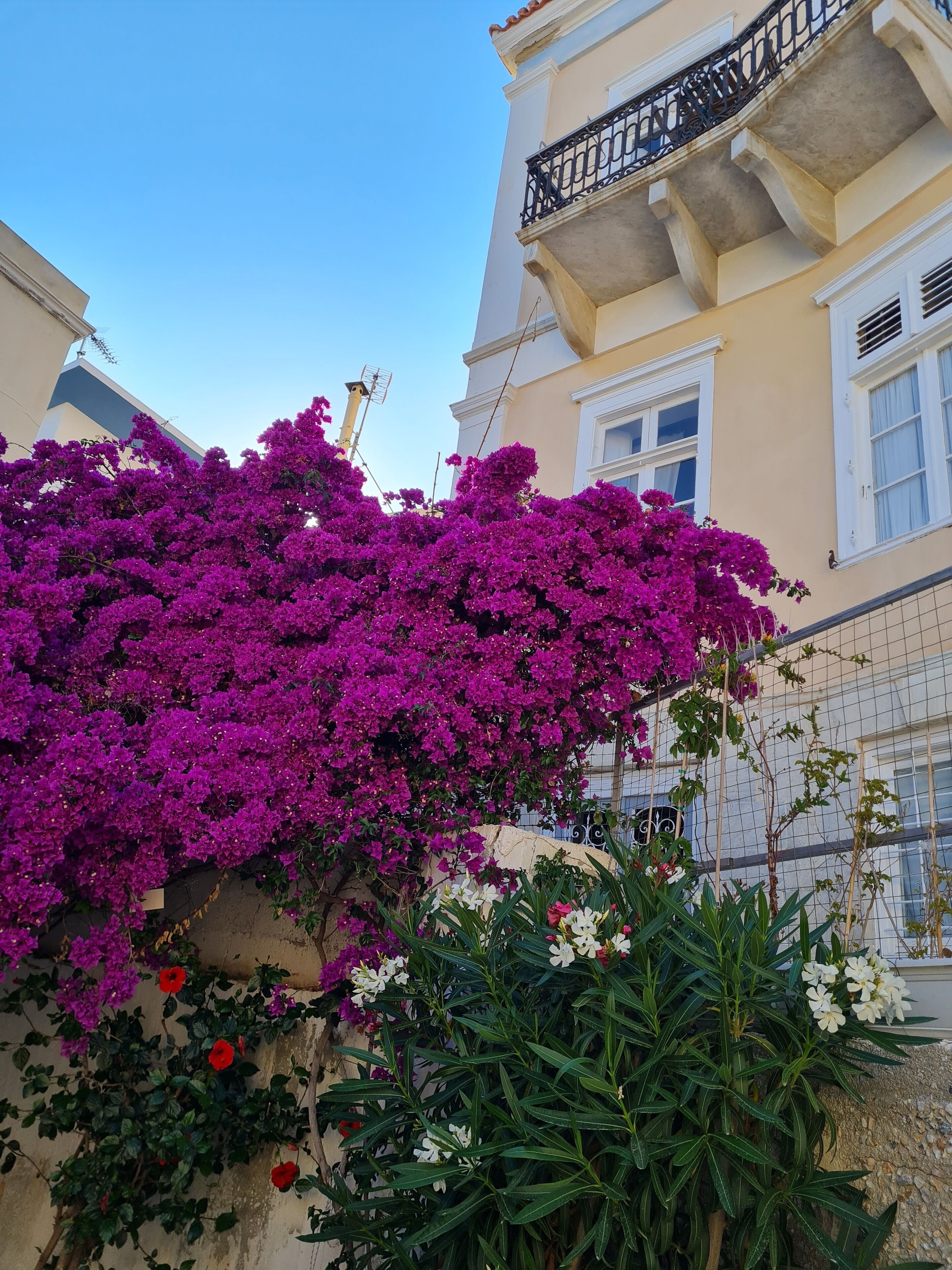 Un edificio con un balcón y un gran arbusto de flores moradas.