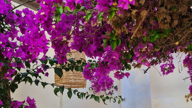 Un cortile con piante di bougainvillea, vasi in terracotta, un cesto di vimini e un pavimento bianco strutturato.