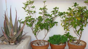 Three potted plants of different species, each in a terracotta pot with rocks at the base, placed on a tiled floor against a plain wall. - Diamond Apts and Suites (Hersonissos)