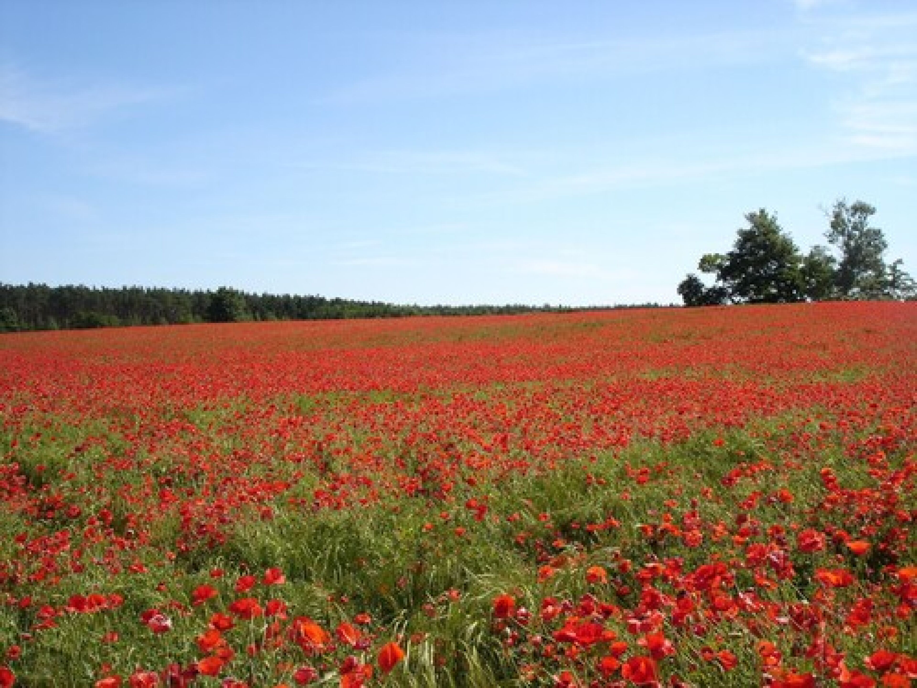 Un campo de amapolas rojas bajo un cielo despejado.