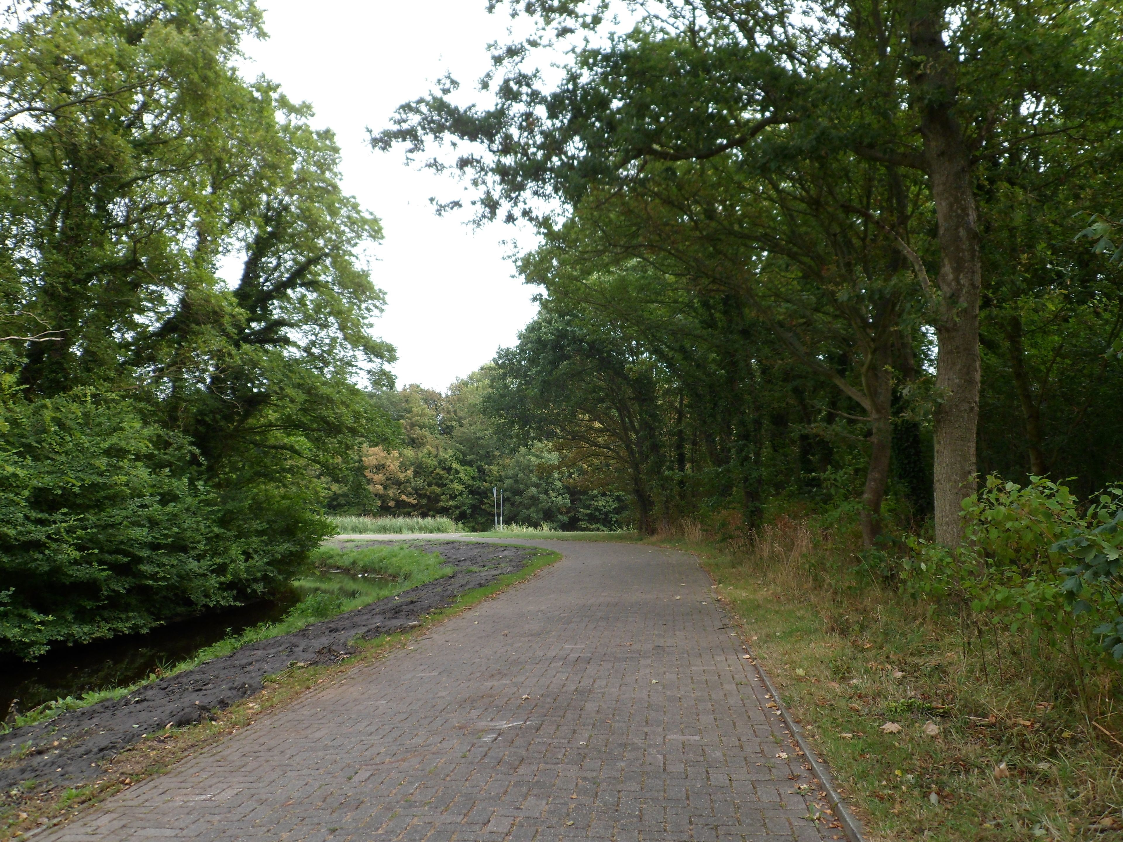 A paved pathway surrounded by dense trees and greenery.