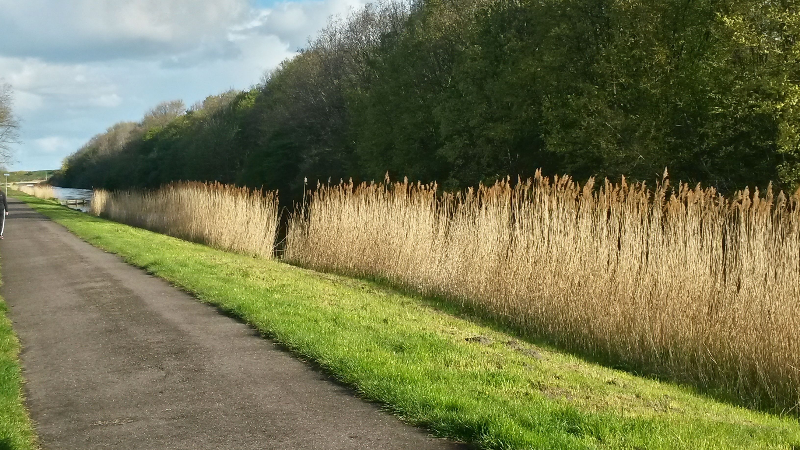 A paved path alongside a tall hedge and a field of tall grass.