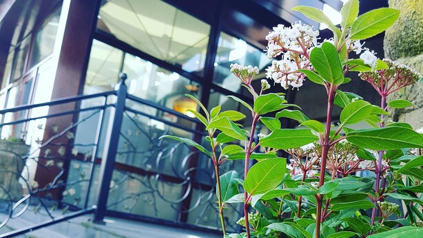 A garden with a variety of flowers and a building with large windows and a balcony in the background. - Hotel Den Helder (Den Helder)
