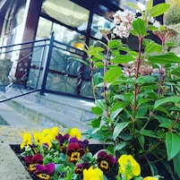 Un jardín con diversas flores y un edificio con amplios ventanales y un balcón al fondo.