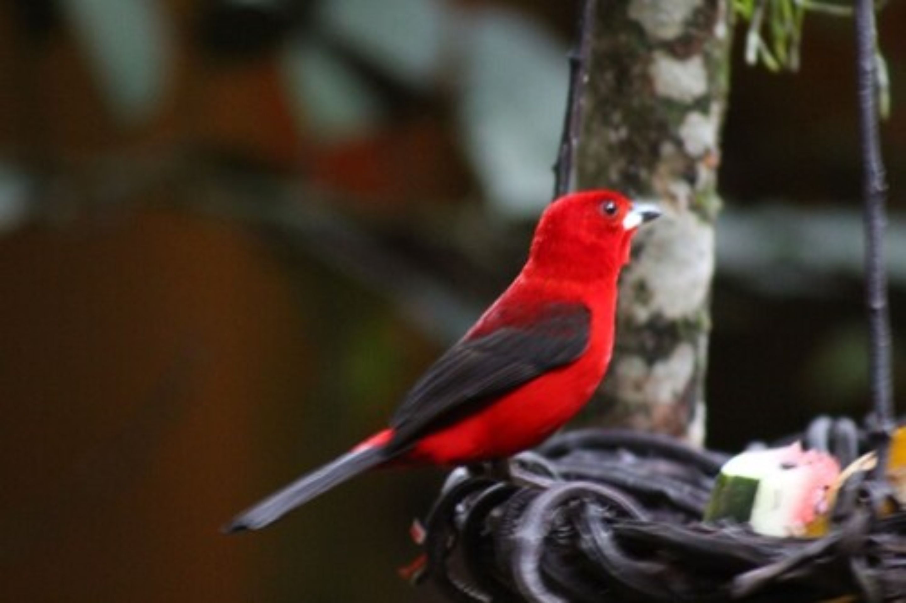 A red bird perched on a bird feeder.