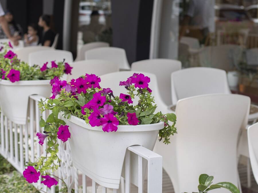 Outdoor seating with white chairs and potted plants with purple flowers.