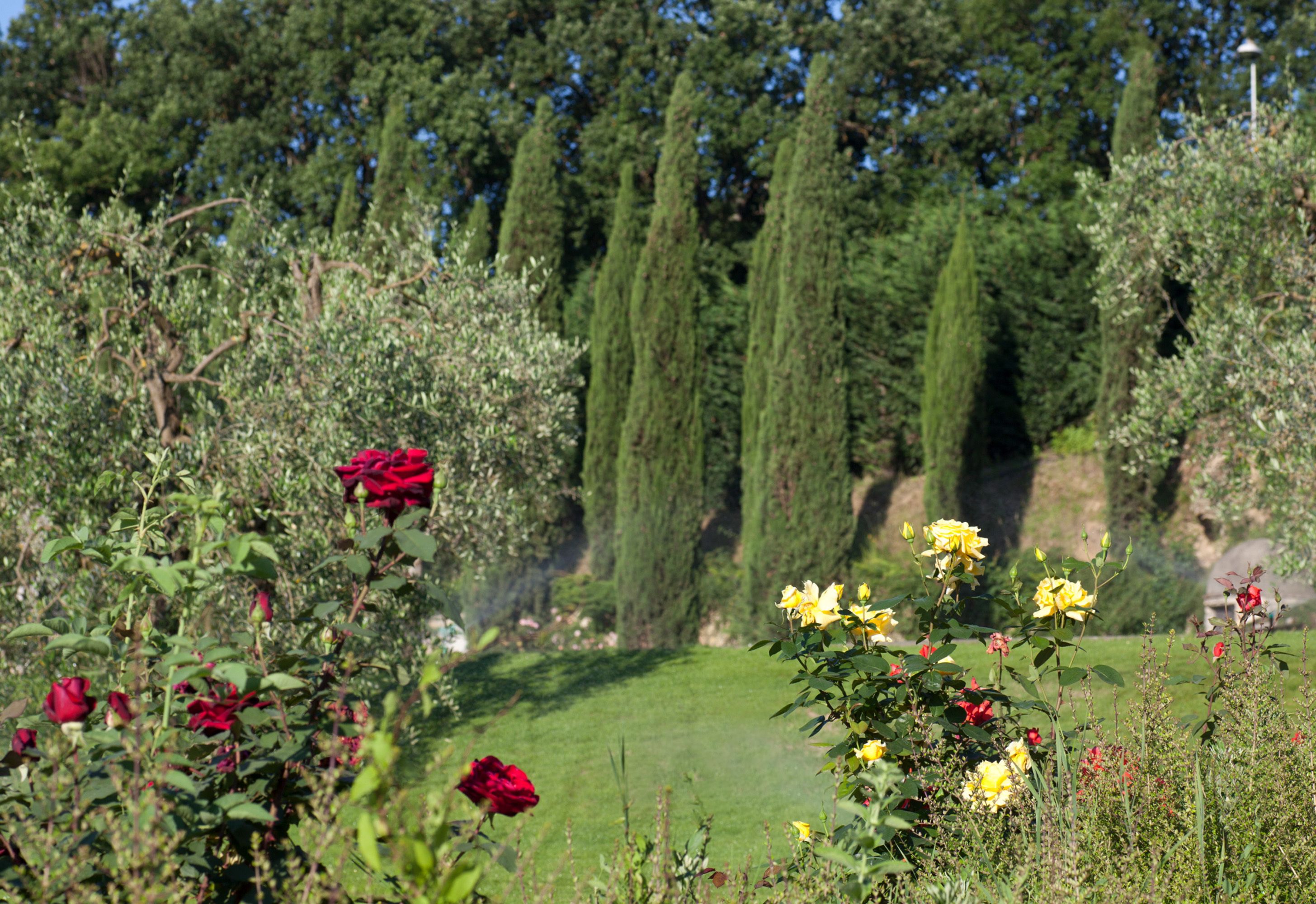 A garden with various flowers and tall trees.