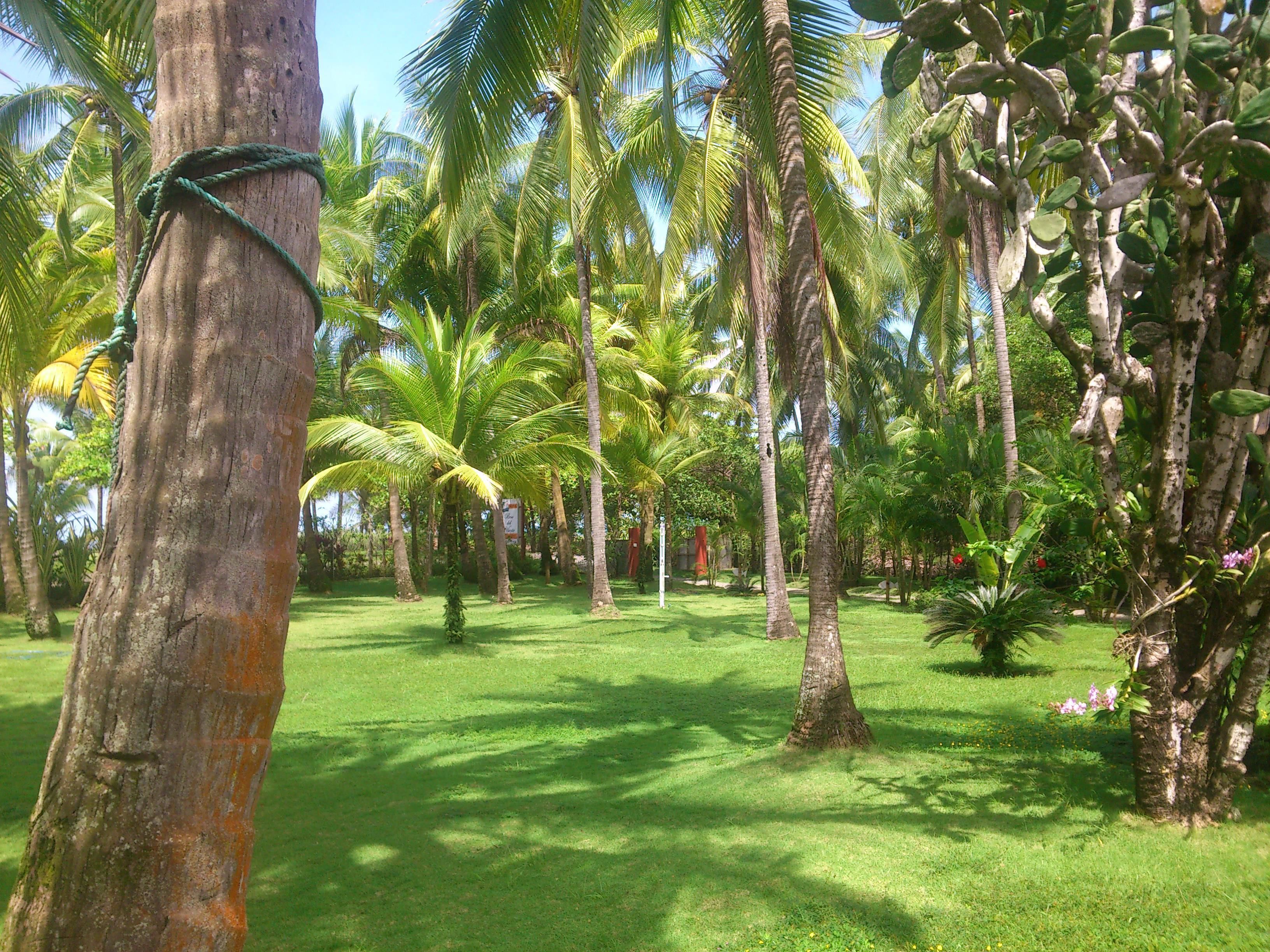 A lush garden with palm trees and a grassy lawn.