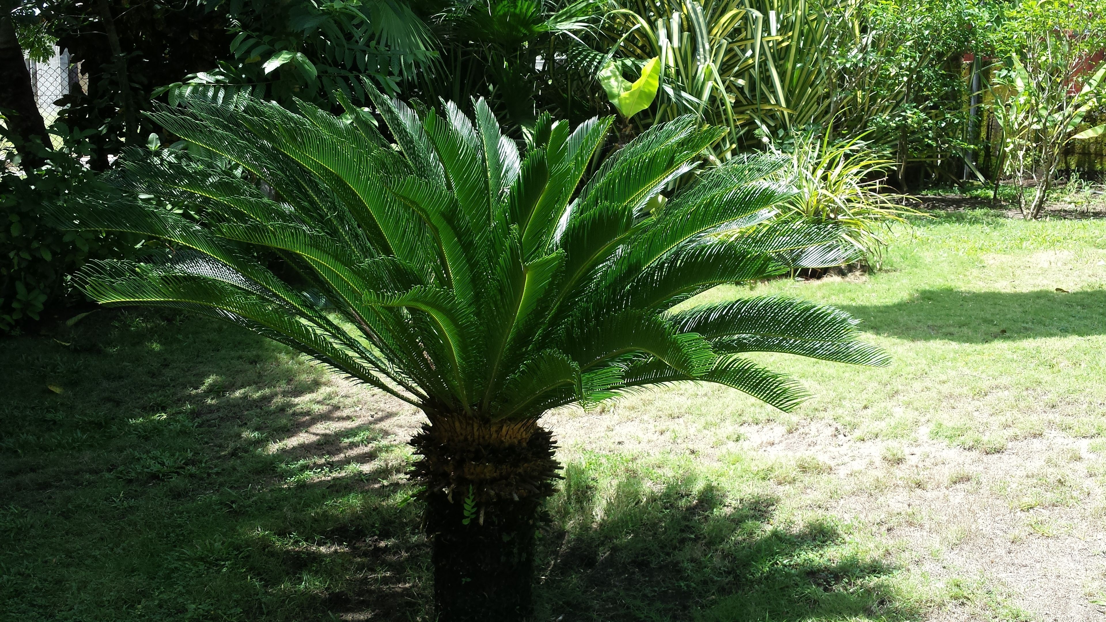 A palm tree with a thick trunk and a dense cluster of green fronds in a garden setting.