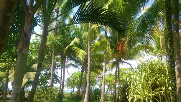 Un exuberante jardín tropical con altas palmeras y un césped cuidado.