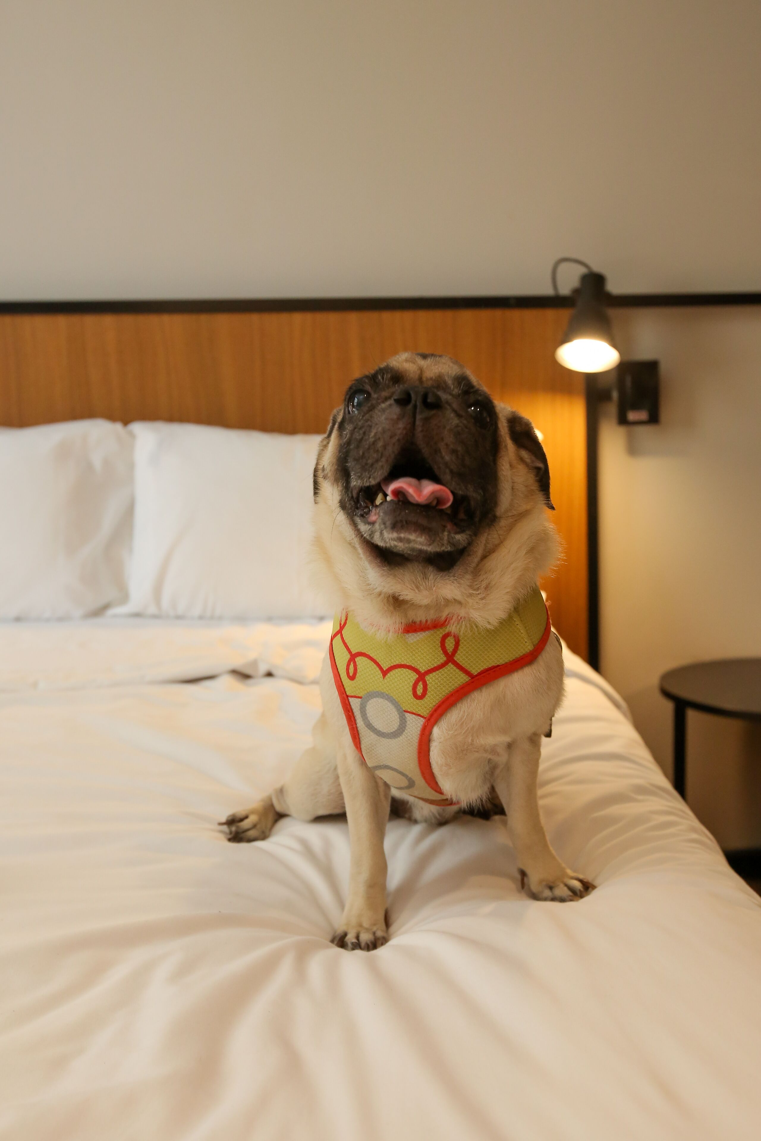 pet-friendly amenities