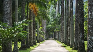 Un sentier bordé de hauts palmiers qui mène à une zone verdoyante et luxuriante.