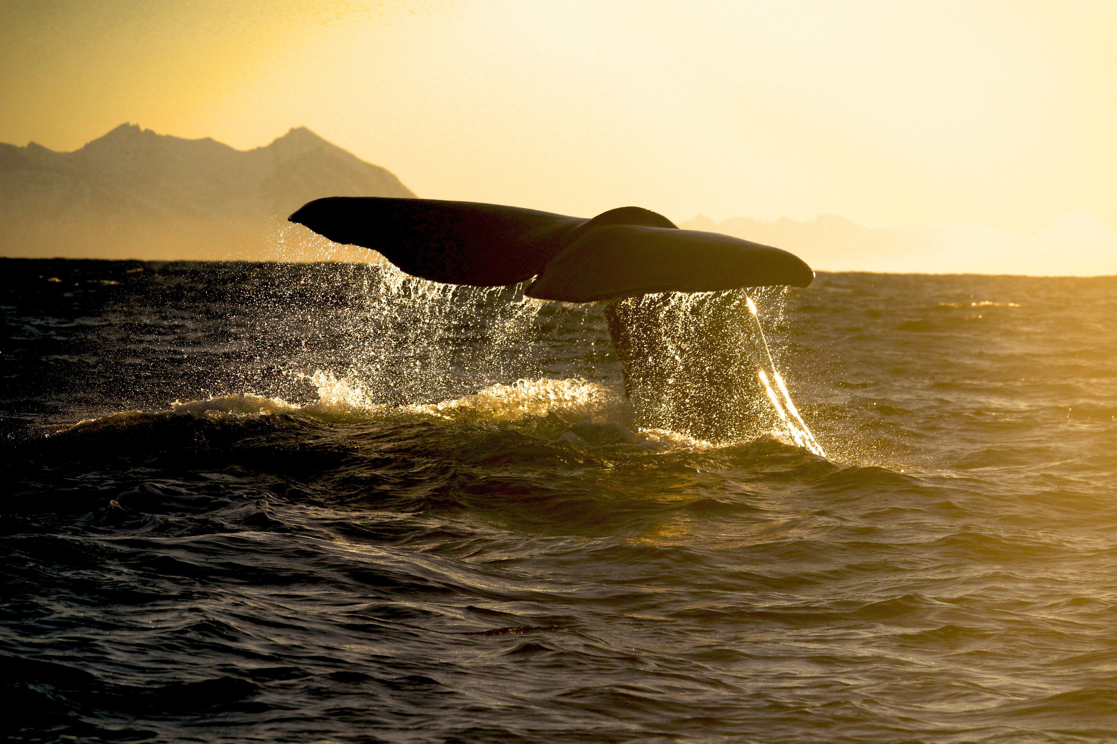 A whale breaching the ocean surface with mountains in the background.