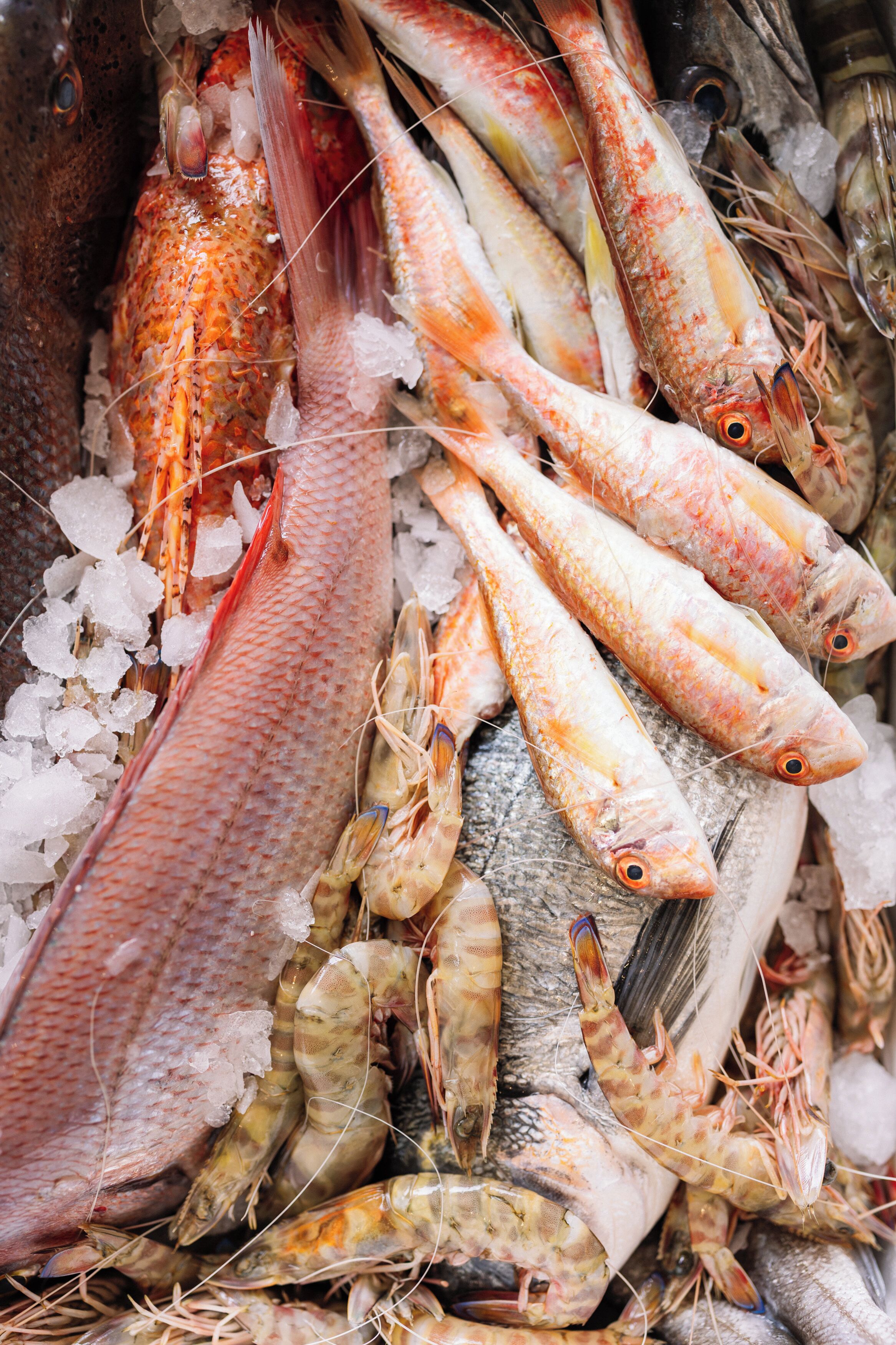 Eine Auswahl an Meeresfrüchten, darunter Fisch und Garnelen, auf Eis präsentiert.