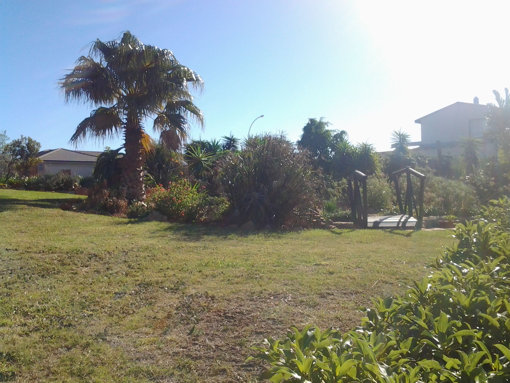 A grassy outdoor area with a palm tree, various shrubs, and a small garden structure.