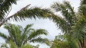A pathway lined with palm trees and a stone wall, leading to a building. - Armonia Village Resort and Spa (Chumphon)