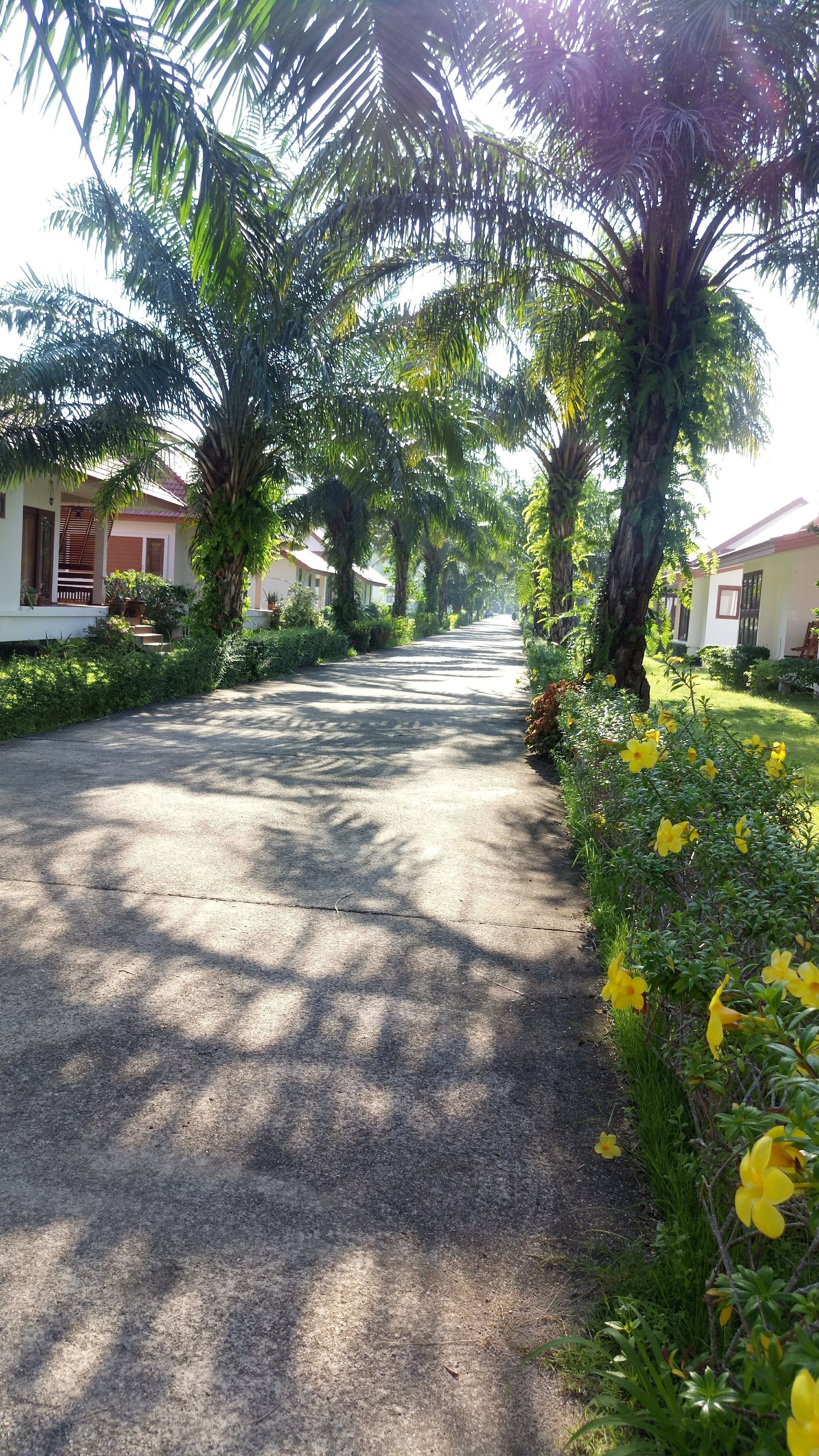 A paved road flanked by lush greenery and palm trees, leading to a row of houses with visible windows and doors.