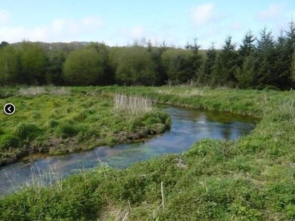 Paisaje natural con un arroyo, rodeado de abundante vegetación y árboles.