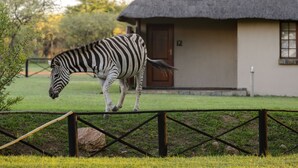 A zebra walking near a thatched-roof building with the number 12 on it. - Mongena Game Lodge (Hammanskraal)
