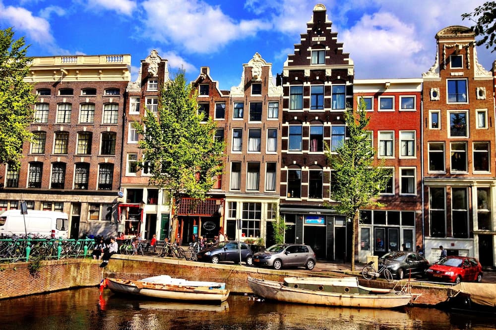 Tulip of Amsterdam