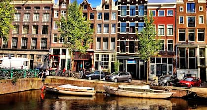 Tulip of Amsterdam