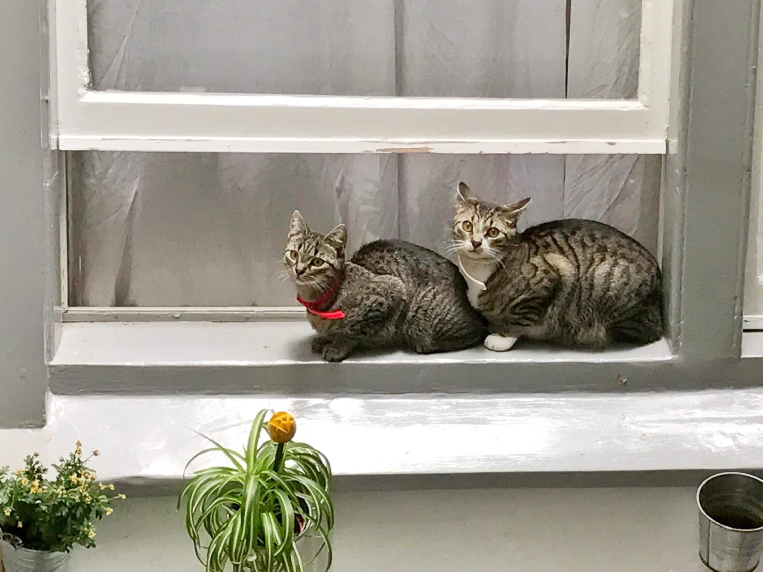 Photo - Tulip of Amsterdam