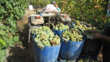 Un vehículo transportando grandes contenedores azules llenos de uvas verdes.