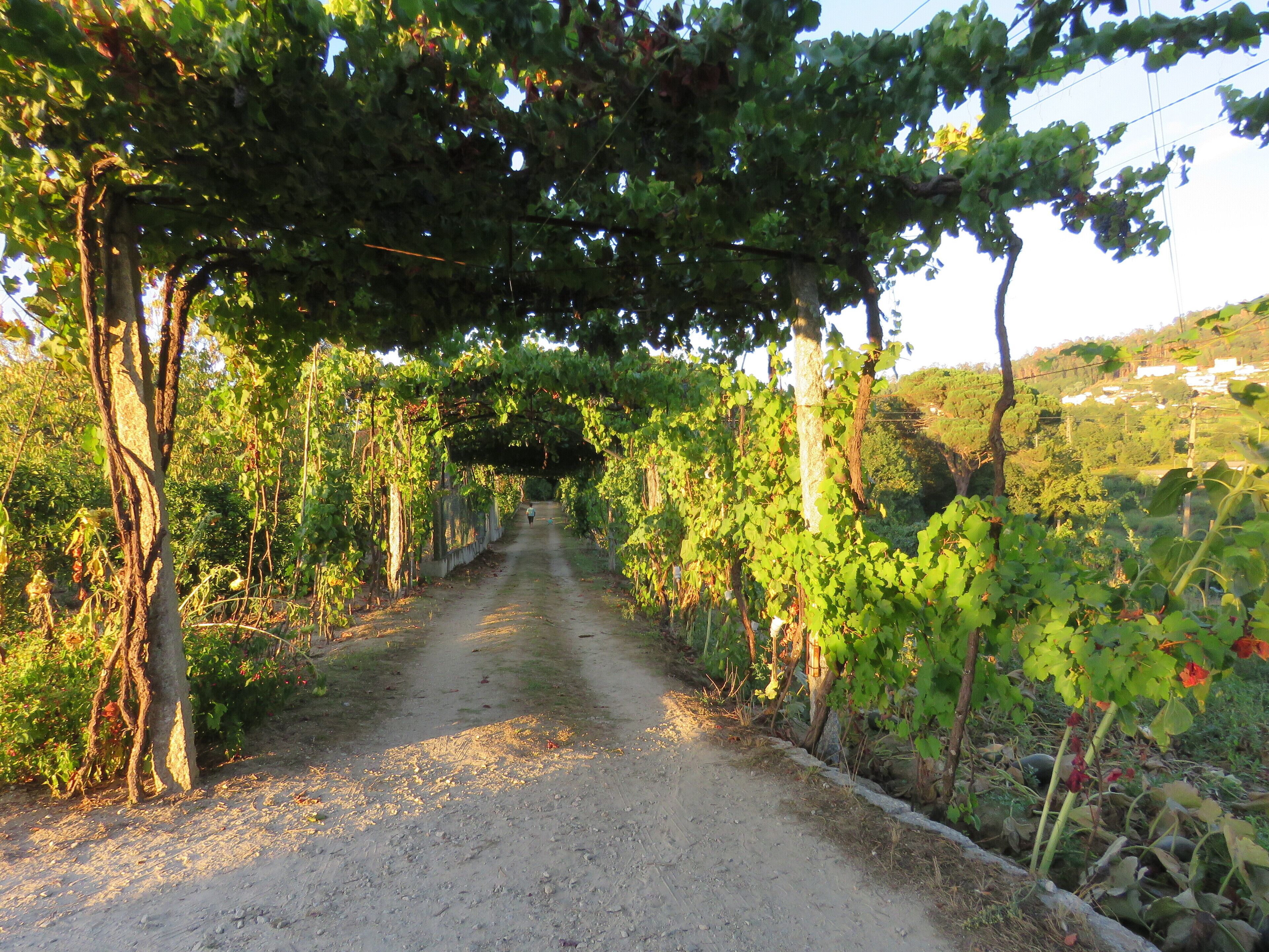 Foto - Paco de Pombeiro - Turismo de Habitacao