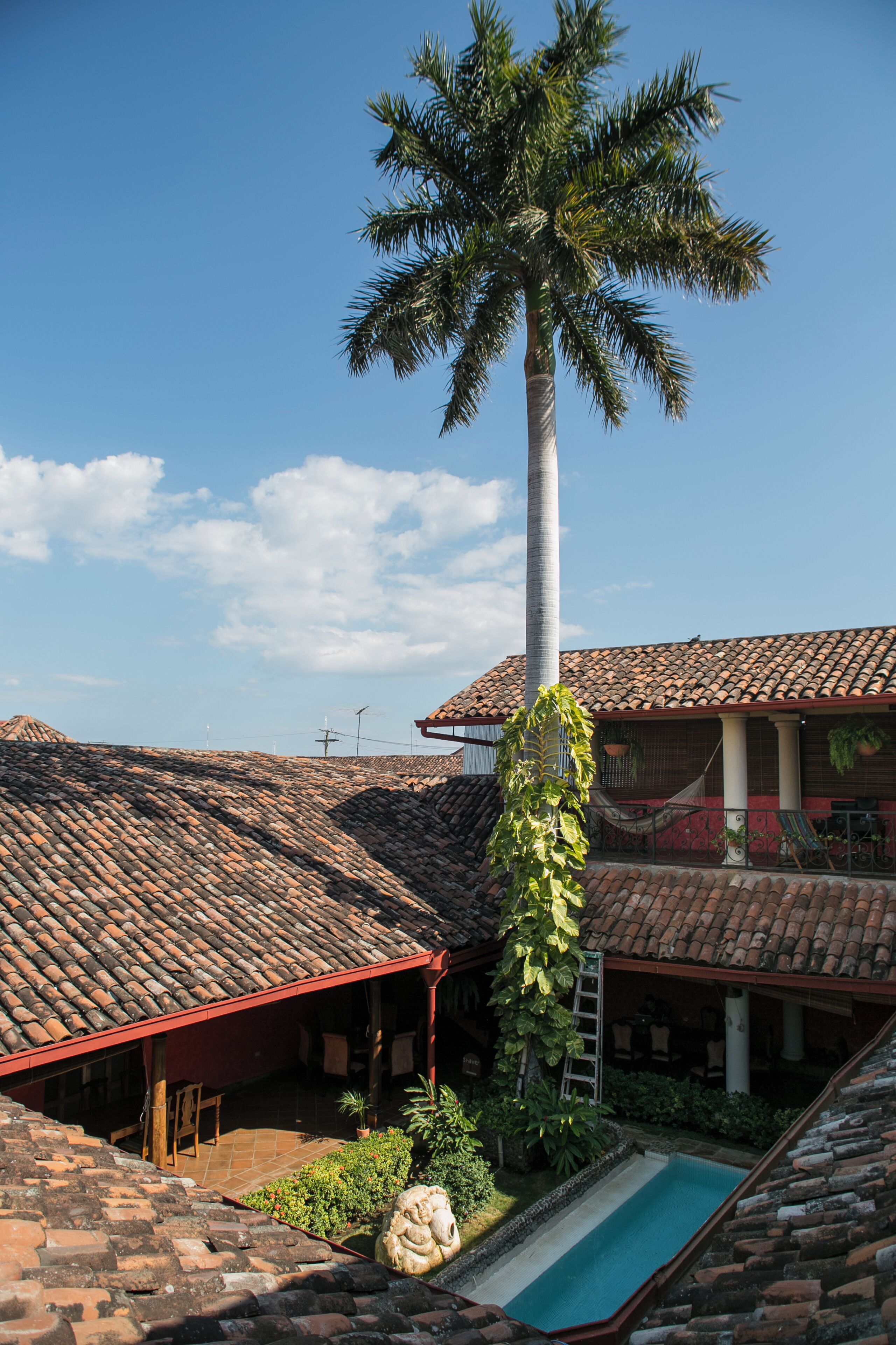 A courtyard with a palm tree, a swimming pool, and a tiled roof.
