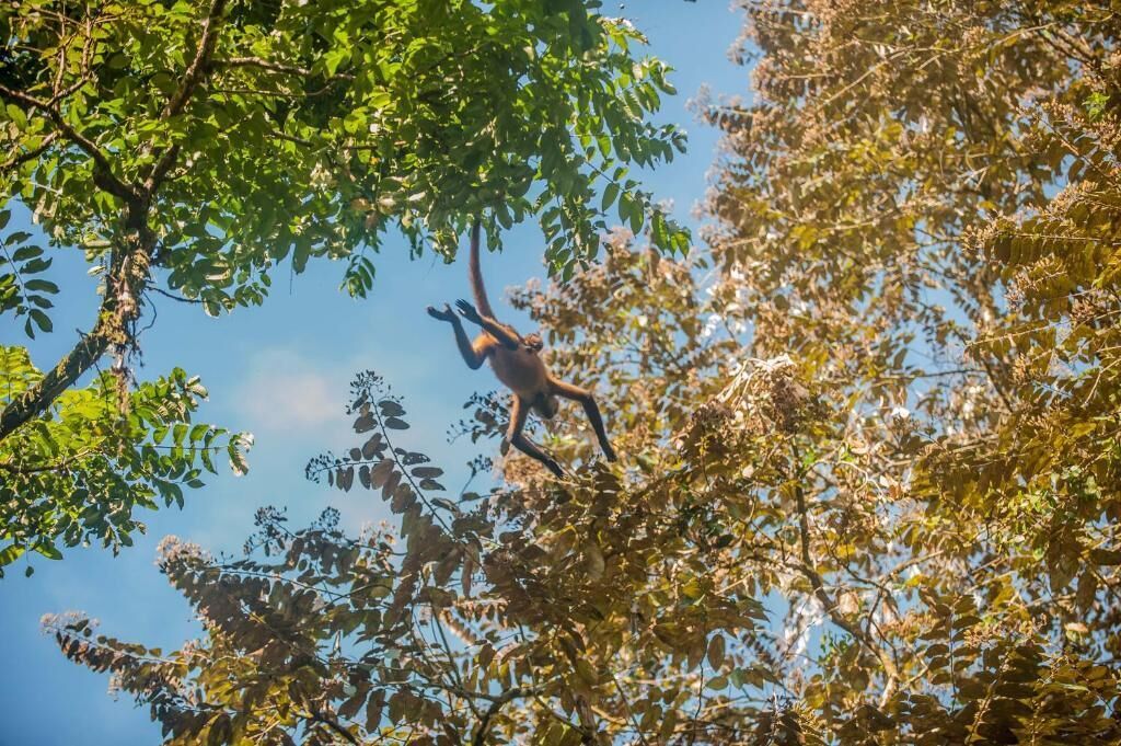 Una scimmia arrampicata su un albero.