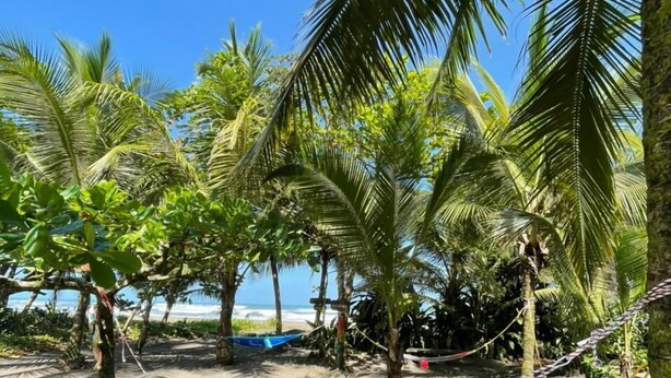 Una hamaca atada entre palmeras en una playa arenosa, con cielo despejado.