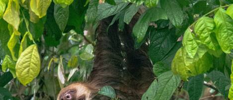 A sloth hanging among dense green foliage.