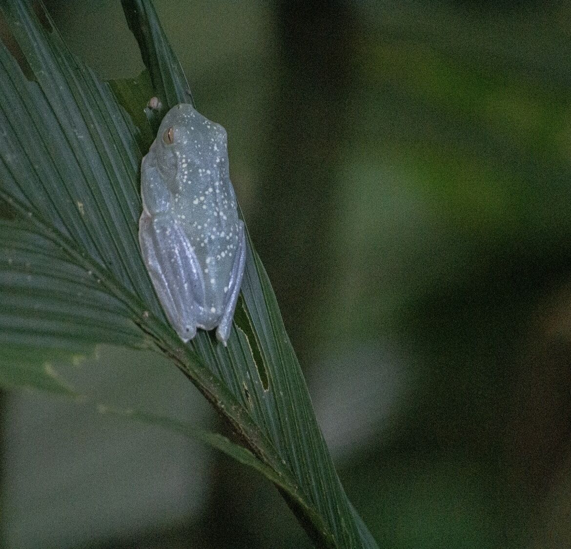 A frog on a green leaf.