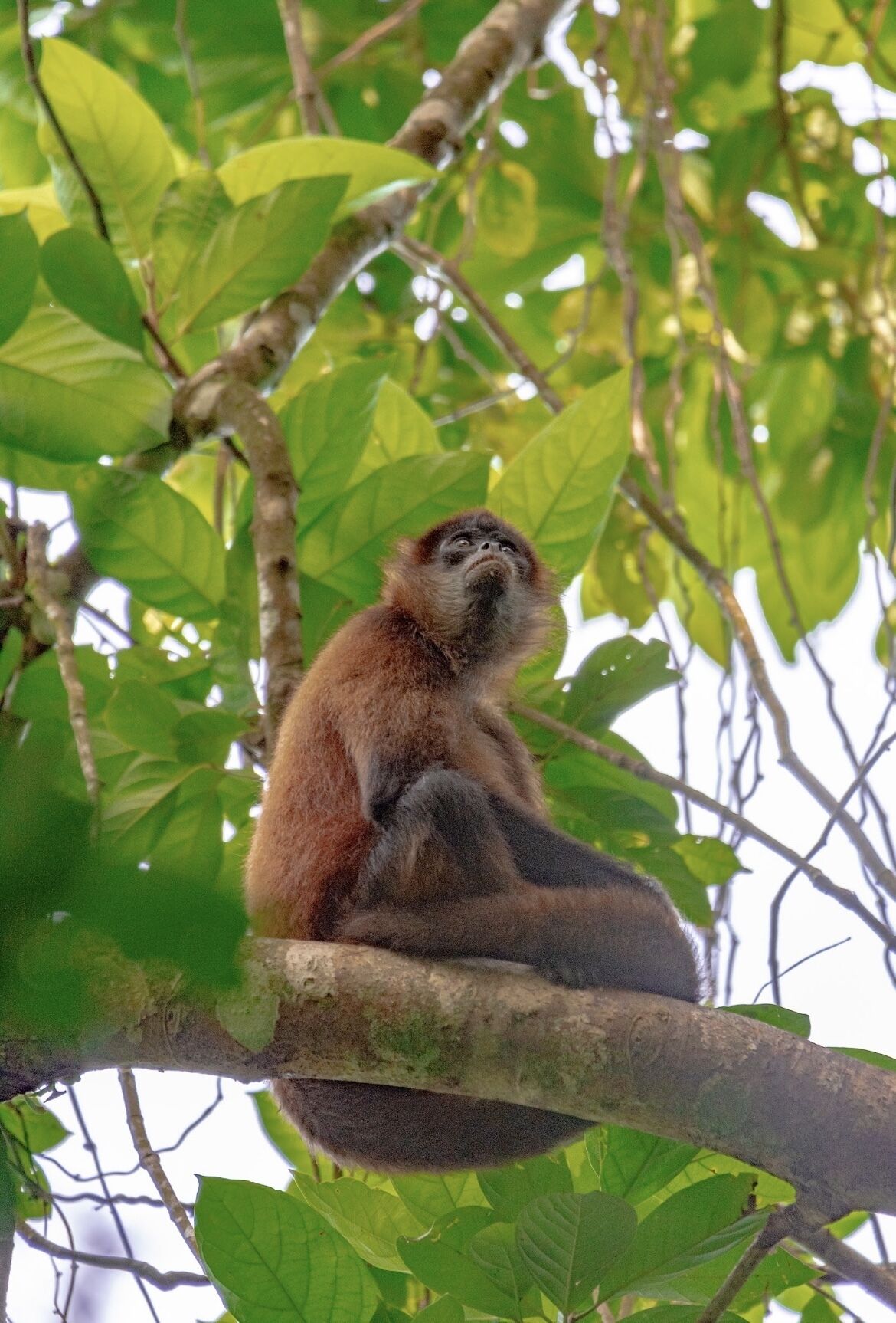 A monkey sitting on a tree branch surrounded by green leaves.