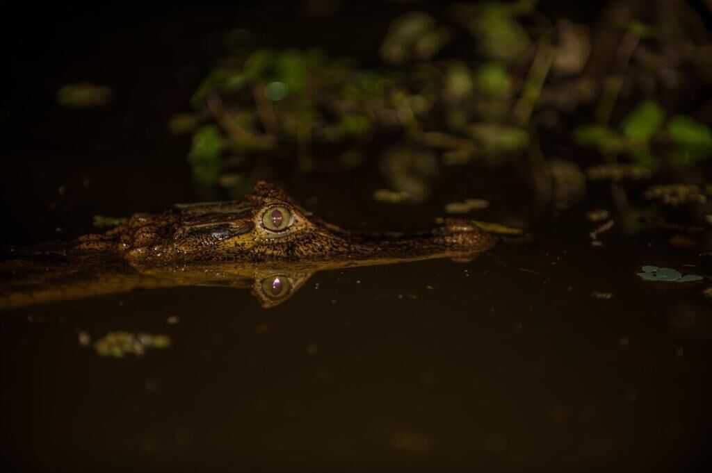 A crocodile in water with a reflection.