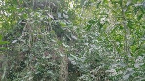 Un sendero que lleva a una formación rocosa natural rodeada de abundante vegetación.