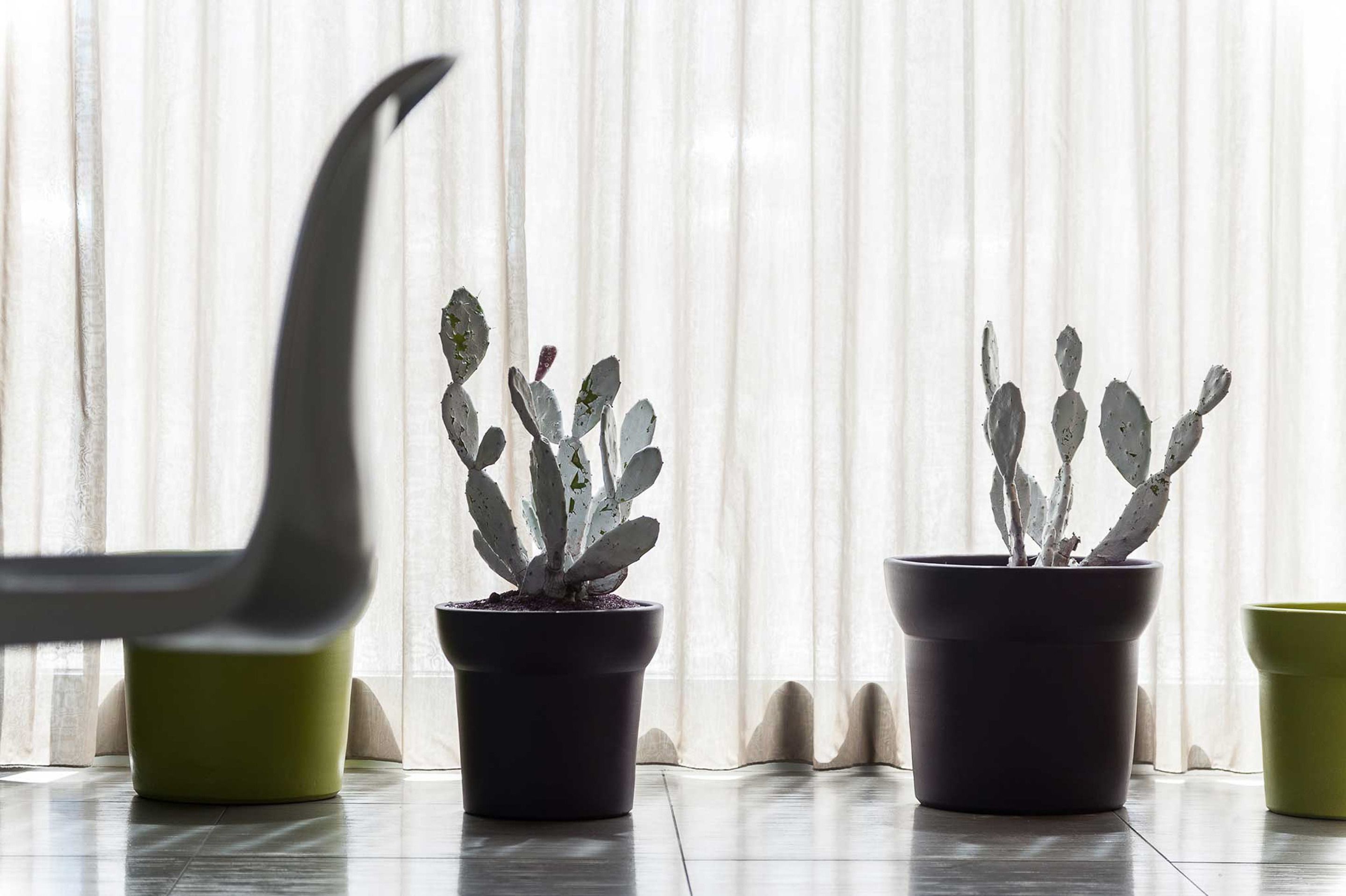 Trois plantes en pot, dont un cactus, sont placées devant une fenêtre ornée de rideaux légers.