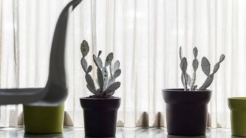Tre piante in vaso, tra cui un cactus, davanti a una finestra con tende leggere.