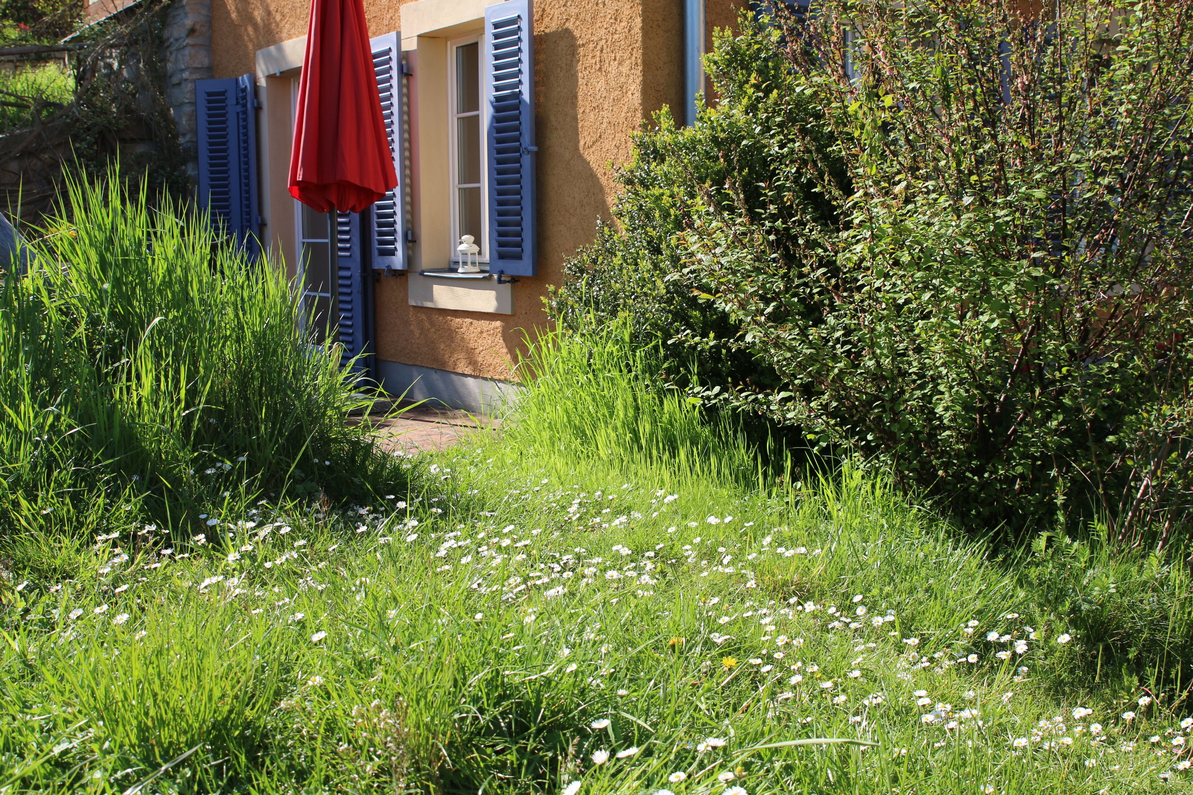 superior studio, 1 king bed, patio, garden area | exterior