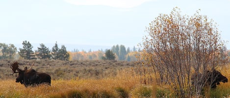 A moose in a grassy field with mountains in the background.