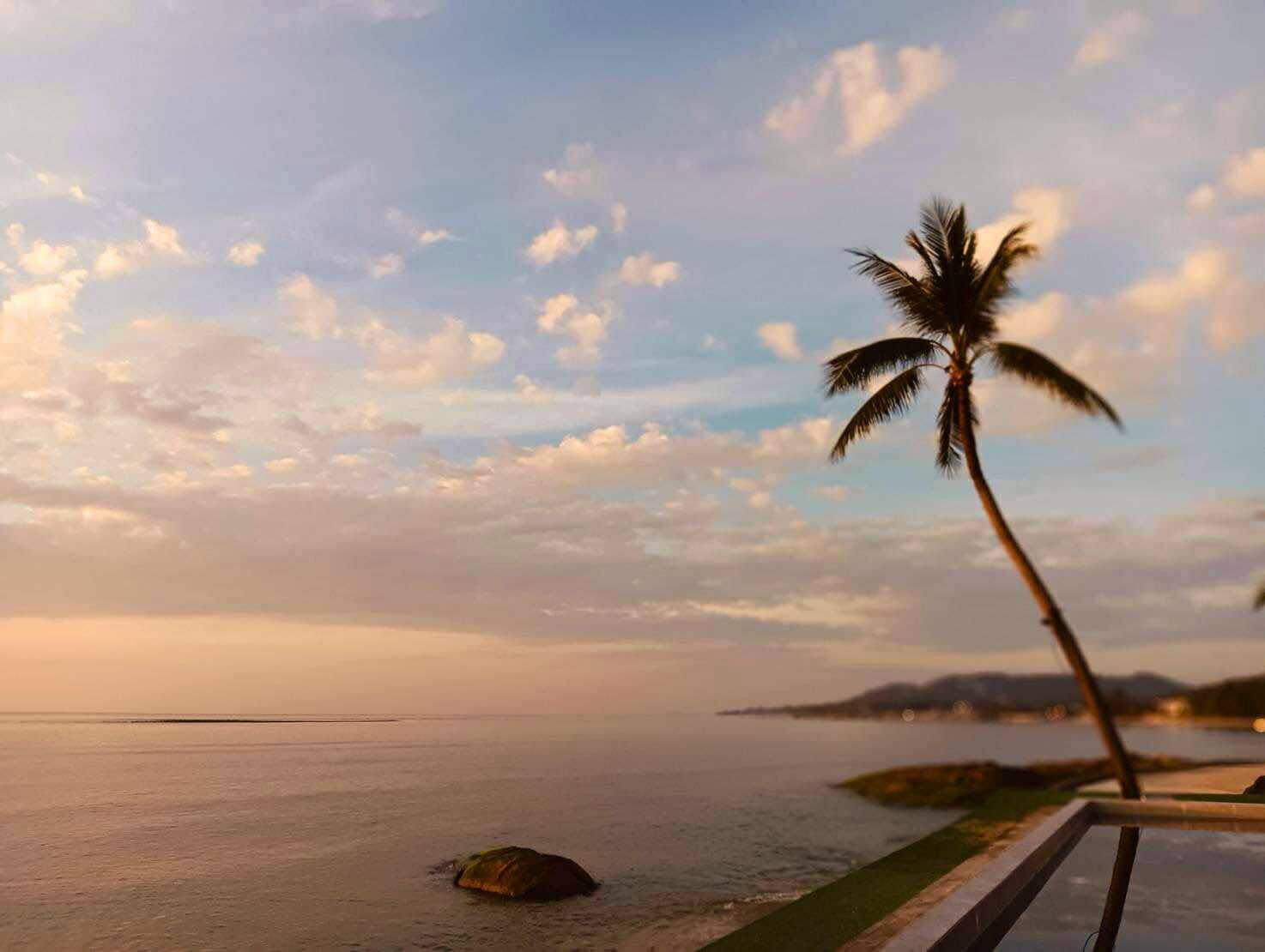 A palm tree by a calm sea with a clear sky.
