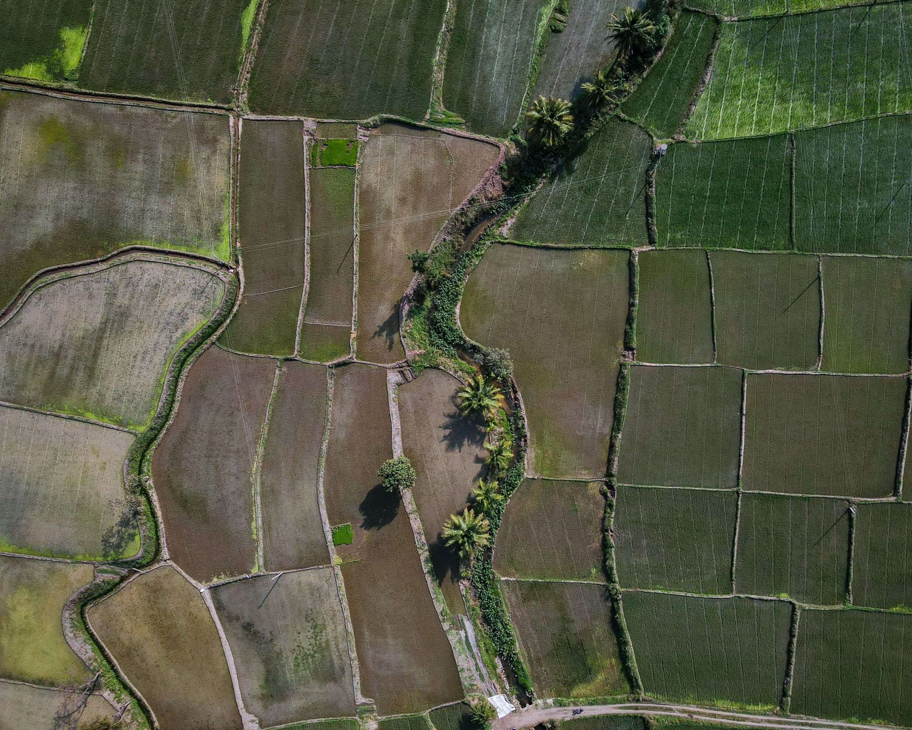 An aerial view of a rural landscape with segmented fields, a winding path, and scattered trees.