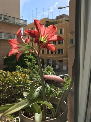 View from room
