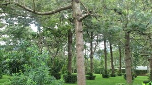 Un jardin luxuriant, avec différentes espèces d’arbres et une pelouse bien entretenue.