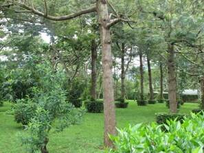 Property grounds - Hotel Santa Leticia (Apaneca)